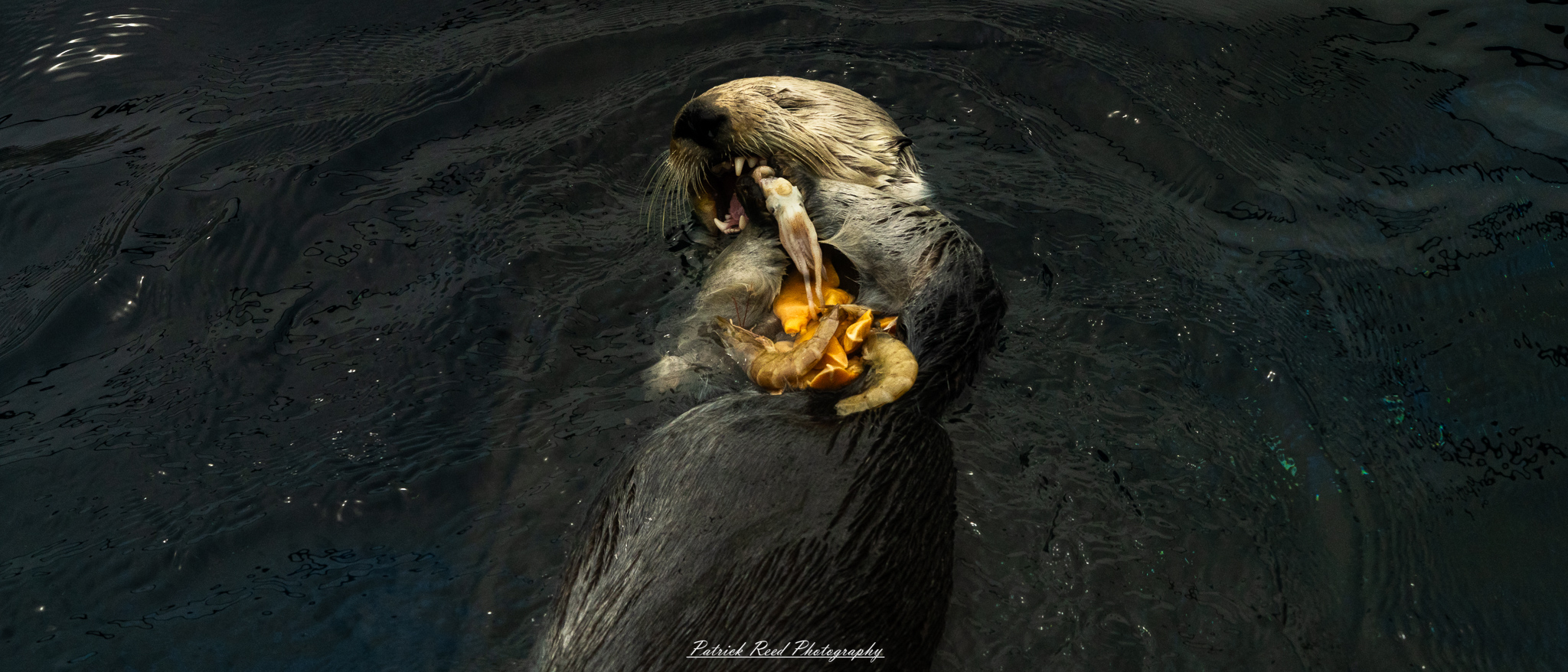 Sea otter eating shellfish at the Detroit Zoo in aquatic habitat exhibit
